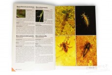 Insectos como reconocerlos y determinarlos - Gunter Steinbach