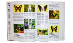 Бабочки. Иллюстрированная энциклопедия - Вейбрен Ландман