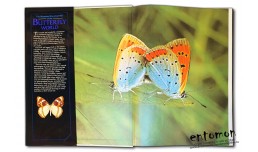 The Illustrared Encyclopedia of the Butterfly World - Paul Smart Fres