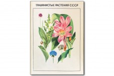 Травянистые растения СССР. Том 1 - Работнов Т.А.