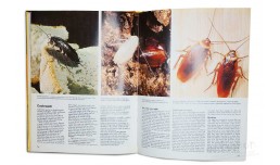 The Little brown Encyclopedia of Insects and Invertebrates - Maurice Burton, Robert Burton