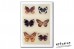 Butterflies in Thailand. Vol. 6. Satyridae, Libytheidae, Riodinidae - Eliot J.N.