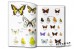 Collins Butterfly Guide: The Most Complete Field Guide to the Butterflies of Britain and Europe - Tom Tolman, Richard Lewington