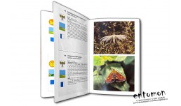 The Macdonald encyclopedia of butterflies and moths - Mauro Daccordi, Paolo Triberti