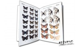 Helios: Collection of Lepidopterological Articles Vol. IV - Sergei Churkin