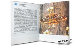 Kapesni Atlas Nasich Motylu - Rudolf Hrabak