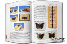 Začínáme s entomologií a chovem motýlů - Milan Lulák, Jan Krnáč