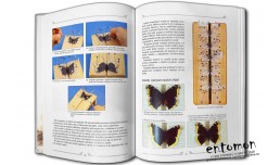 Začínáme s entomologií a chovem motýlů - Milan Lulák, Jan Krnáč