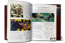 Bugs and Beetles. Apple identifier - Ken Preston-Mafham