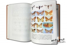 Papers on Sesiidae (Lepidoptera) - Oleg Gorbunov