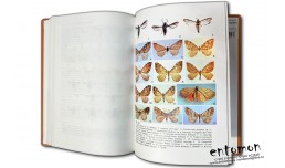 Papers on Sesiidae (Lepidoptera) - Oleg Gorbunov