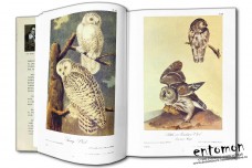 The Bible of Birds - John James Audubon