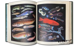 Жизнь животных. Рыбы. Том 4 - Расс Т.С.