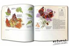Butterflies. National Trust Nature Notebooks - Reader's Digest
