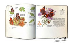 Butterflies. National Trust Nature Notebooks - Reader's Digest