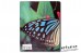 The Encyclopedia of Butterflies - John Feltwell