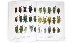 Jewel Beetles. Vol. 2. Endless Collection Series - Sadahiro Ohmomo, Koyo Akiyama