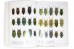 Jewel Beetles. Vol. 2. Endless Collection Series - Sadahiro Ohmomo, Koyo Akiyama