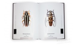 The Prionids of the World. Illustrated catalogue of the Beetles. Vol. 1 - Ivo Jenis
