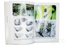 The Cicadas of Thailand - Michel Boulard