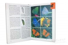 Бабочки. Самый популярный справочник - Штайнбах Г.