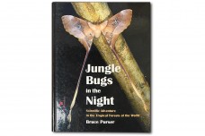 Jungle Bugs in the Night - Bruce Purser