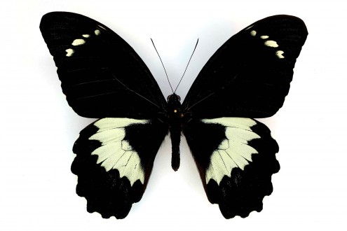 Papilio gambrisius gambrisius (Cramer, 1777)