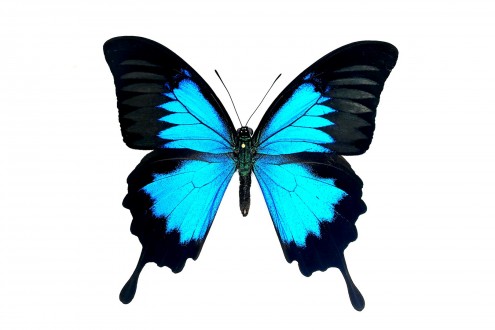 Papilio ulysses ulysses (Linnaeus, 1758)