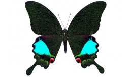 Papilio karna karna (C. & R. Felder, 1864)