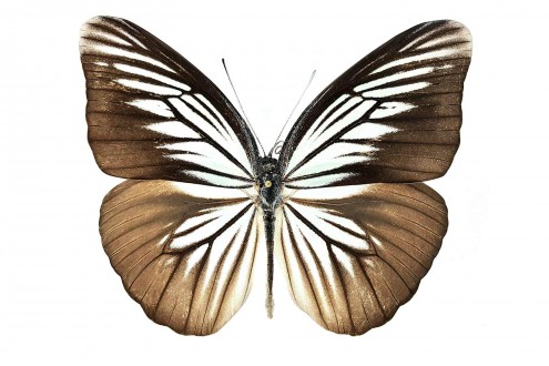 Pareronia tritaea tritaea (C. & R. Felder, 1859)