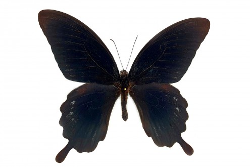 Papilio deiphobus deiphobus (Linnaeus, 1758)