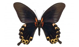 Papilio deiphobus deiphobus (Linnaeus, 1758)