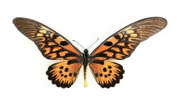 Papilio antimachus (Drury, 1782)