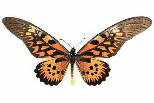 Papilio antimachus (Drury, 1782)