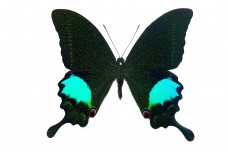 Papilio paris gedeensis (Fruhstorfer, 1893)