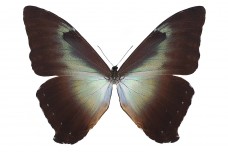 Morpho phanodemus (Hewitson, 1869)