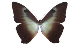 Morpho phanodemus (Hewitson, 1869)