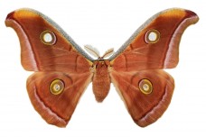Antheraea pernyi (Guerin-Meneville, 1855)