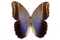 Caligo brasiliensis sulanus (Felder, 1862)