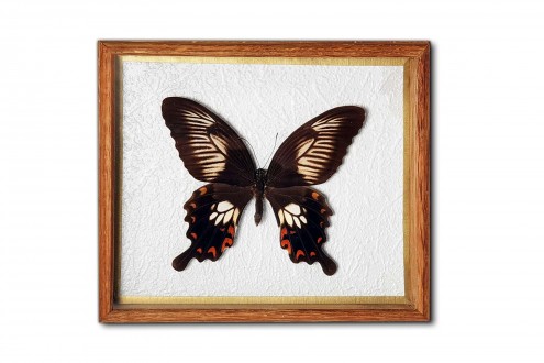Papilio polytes (female)