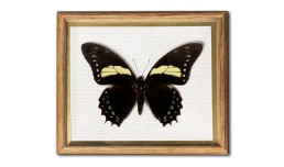 Papilio aristeus