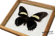 Papilio aristeus