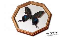 Papilio maackii