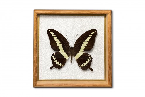 Papilio gigon