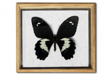 Papilio gambrisius