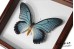 Papilio zalmoxis