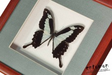 Papilio Phorcas