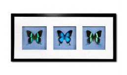 Papilio ulysses & Papilio blumei
