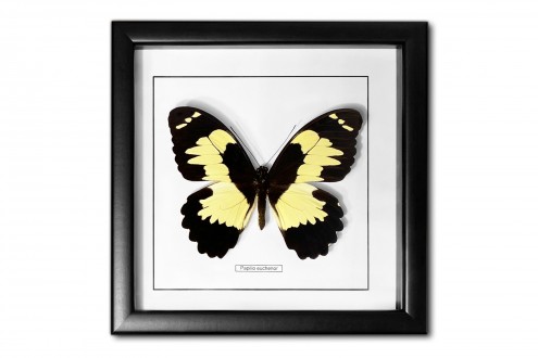 Papilio euchenor