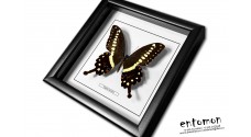 Papilio lormieri